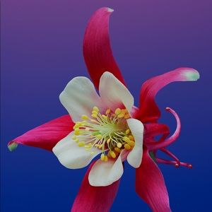 Meet your Posher, Ifrah